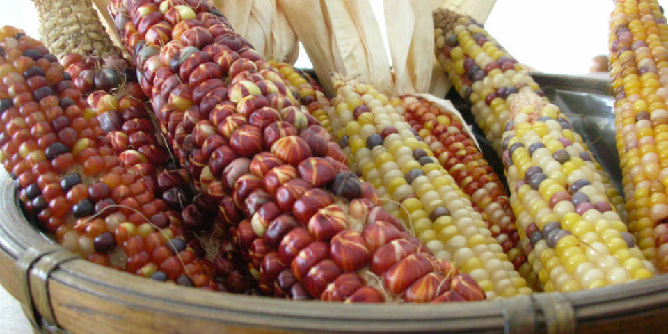 #VIDEO Hijos del maíz: la realidad del maíz transgénico en México