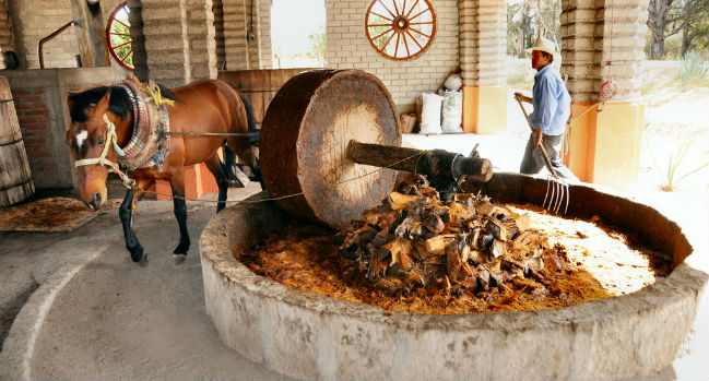 Los mezcales del pasado y el futuro