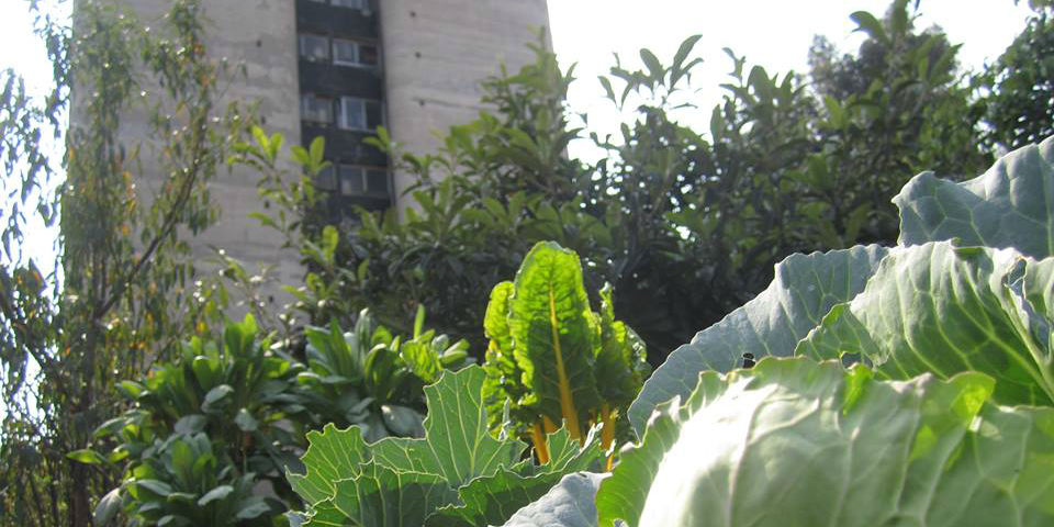 Cultivando alimentos, cosechando comunidad