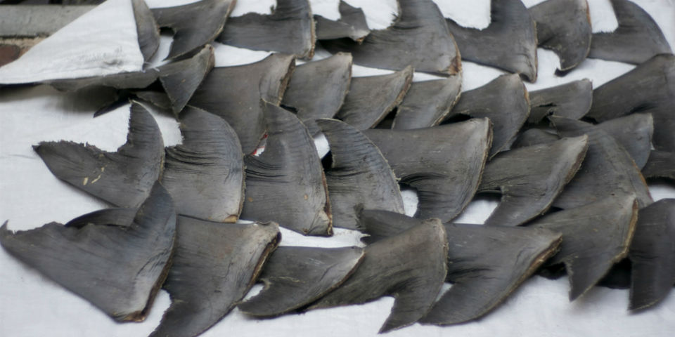 ¿Aletas de tiburón? Ni al 'cazo'...