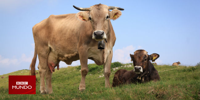 Cerdo, pollo o res: ¿qué carne hay que comer para ser más ecológicos?