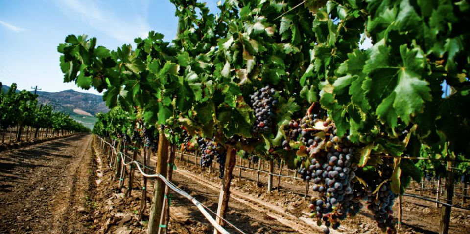 #FEVINO regresa para salpicar de buen vino