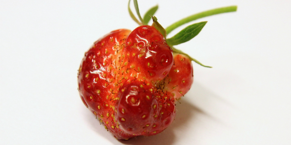 La belleza de los alimentos deformes