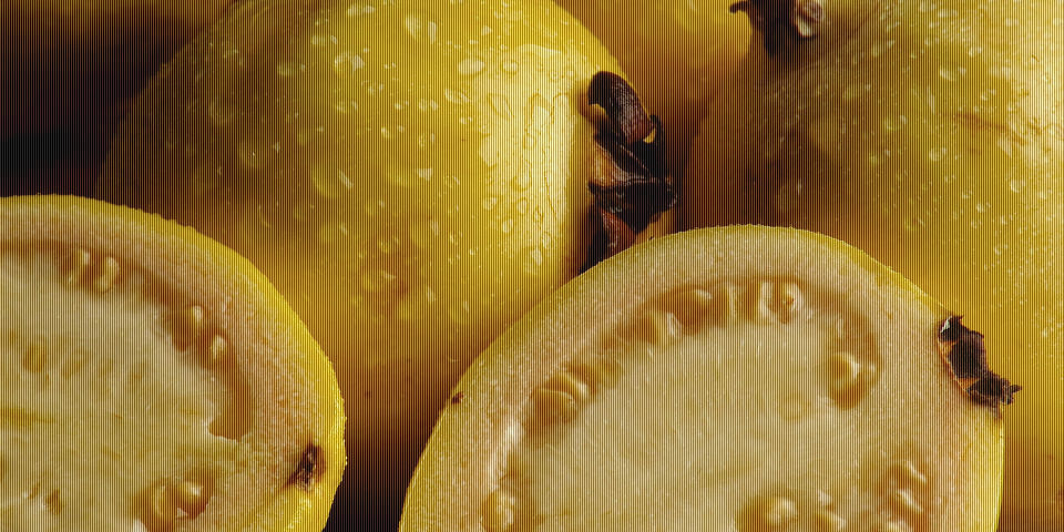 #Receta Guayabas en almíbar