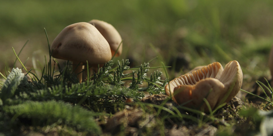 ¡No te lo pierdas! Visita el tercer Festival del Hongo en Hidalgo