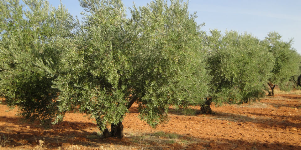 ¿Gloria y fortuna o paz y olivos? La elección de las mujeres griegas
