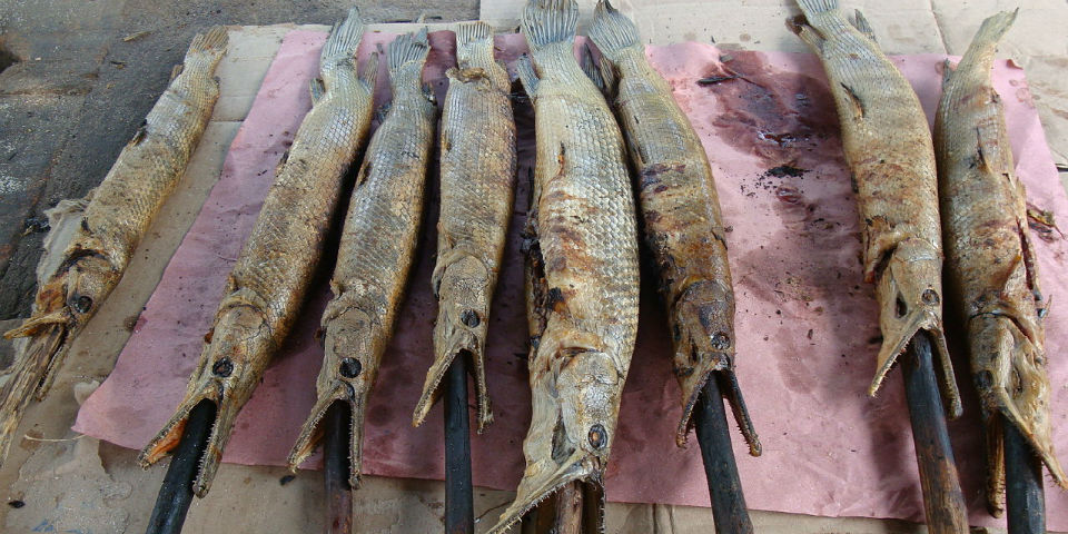 ¿Qué es el pejelagarto? (¿y a qué sabe?)