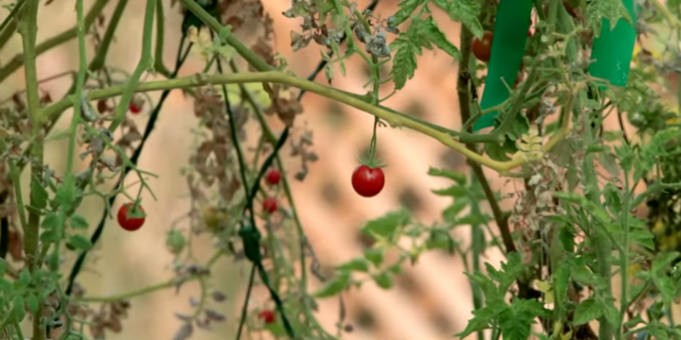 #VIDEO Un peculiar jardín en la piscina