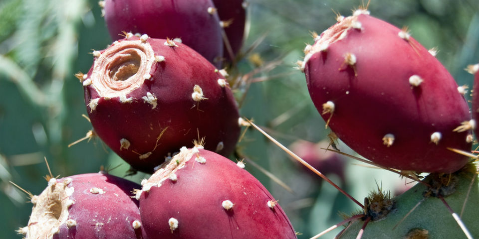 Tunas, el tesoro escondido debajo de las espinas