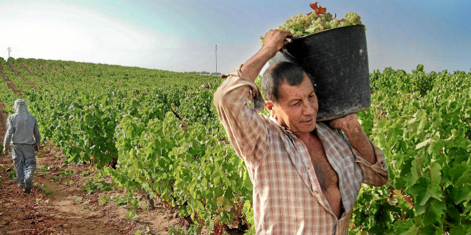 Comienza la vendimia de autor en Baja California...