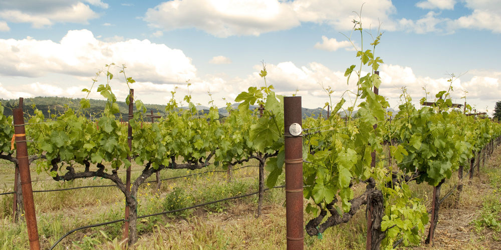 ¿Vino natural? ¡Naturalmente!