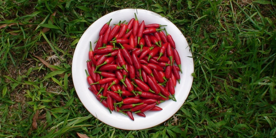¡Sin llorar! El top 10 de los chiles más picosos del mundo