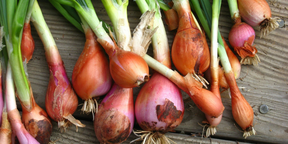 #VIDEO La biodiversidad en la gastronomía