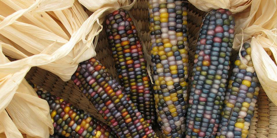 Glass Gem Corn, el maíz de los mil y un colores