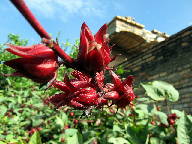 Información que cura: Aprende a diferenciar la flor de jamaica mexicana de la china