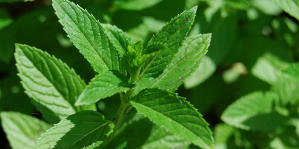7 formas para aprovechar la frescura de la menta en tu cocina