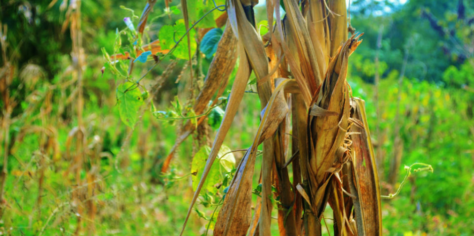 Entre nopales y moles, un paseo culinario en Milpa Alta