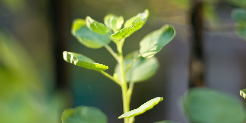 El maravilloso e increíble mundo de los quelites