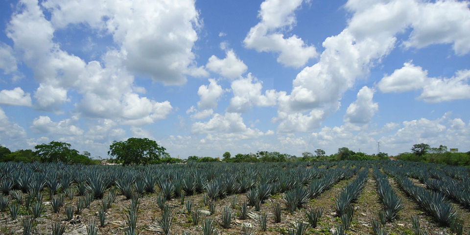 ¿Cómo reconocer un Tequila de verdad?