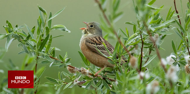 La exquisitez prohibida que quieren servir los chefs franceses