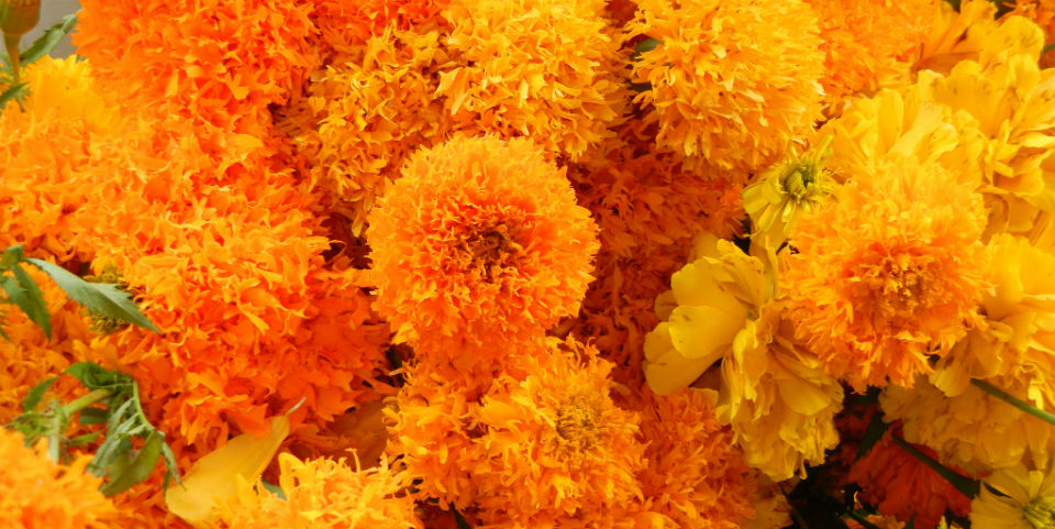 #RECETA Pollo en salsa de cempasúchil