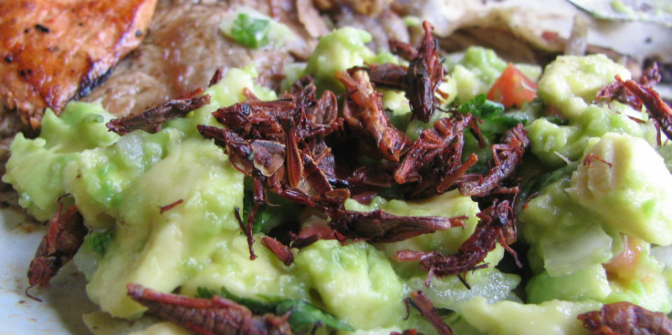 Universidad Autónoma de Querétaro presenta un pan con harina de chapulín