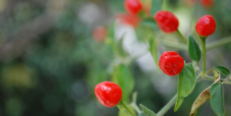 Algunas plantas para cosechar en casa