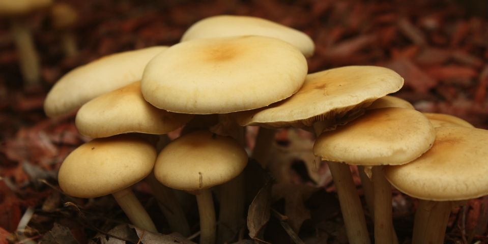 ¿Cómo cocinar correctamente los hongos?