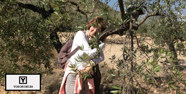 El olivar de Oliete busca padrinos