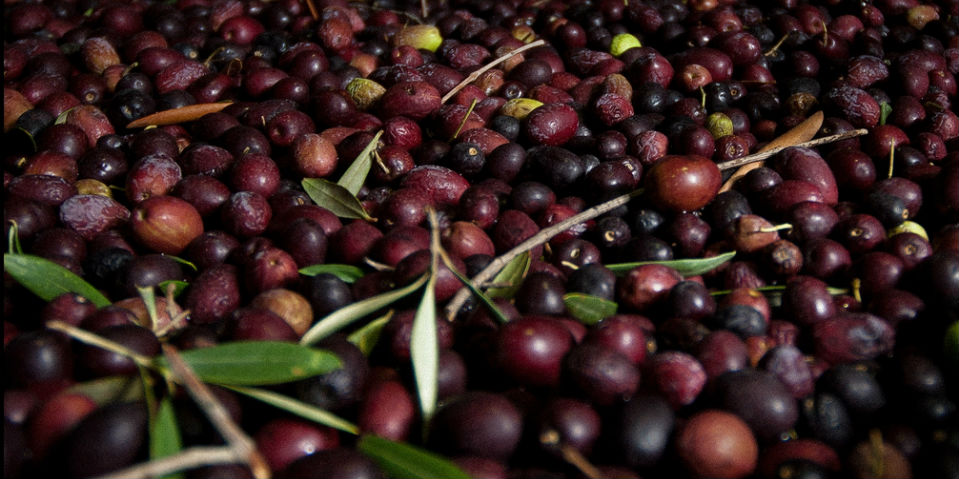 Verde olivo, verde mar, como las aceitunas de El Arahal