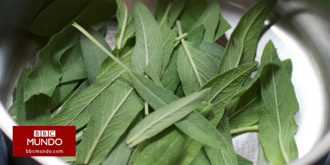 Cómo mantener la mente despierta con la salvia y otras sustancias inesperadas