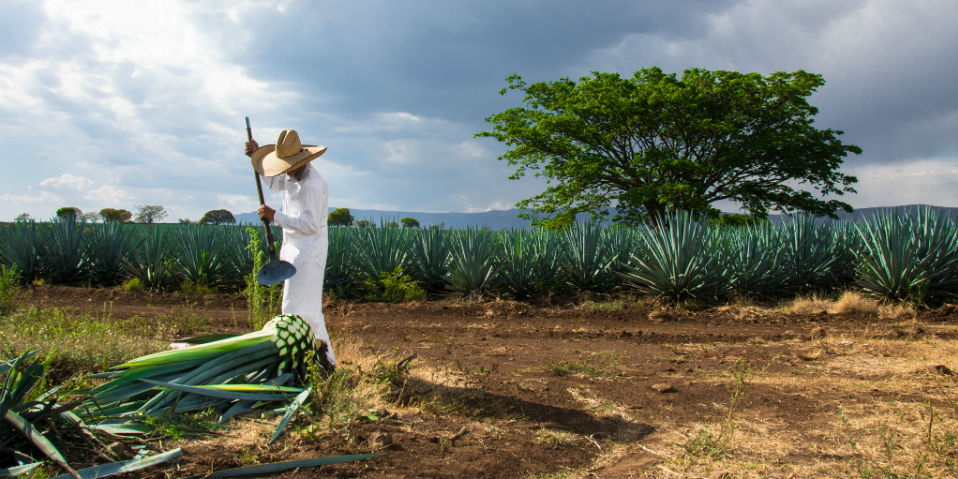 Crean dispositivo portátil para detectar tequila adulterado