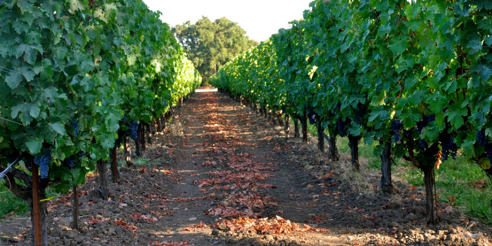 Los espíritus del vino californiano