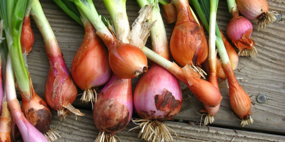 Capas de historia, nutrición y sabor: la cebolla