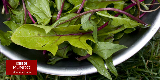 ¿Cuáles son las bondades de la espinaca?