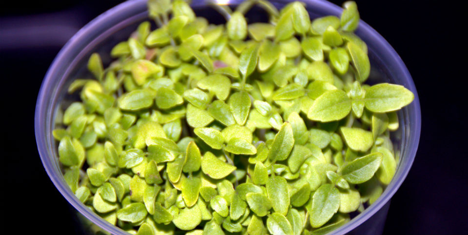 ¡Una es ninguna! Cinco variedades de albahaca (y cómo usarlas)