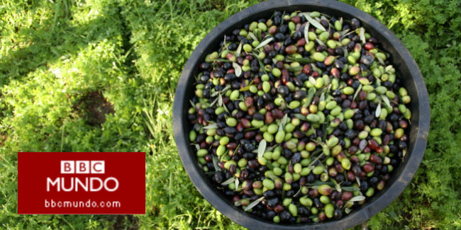 ¿Qué dicen los olivos del conflicto entre palestinos e israelíes?