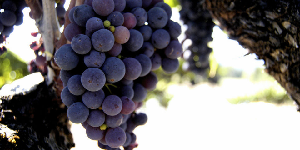 El delicioso olor del chocolate en los vinos tintos