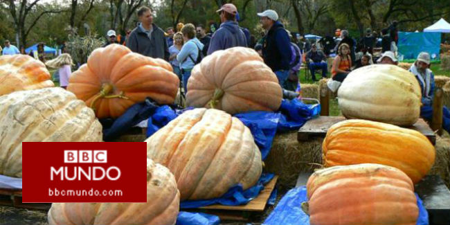 ¿Cuánto puede llegar a crecer una fruta gigante?
