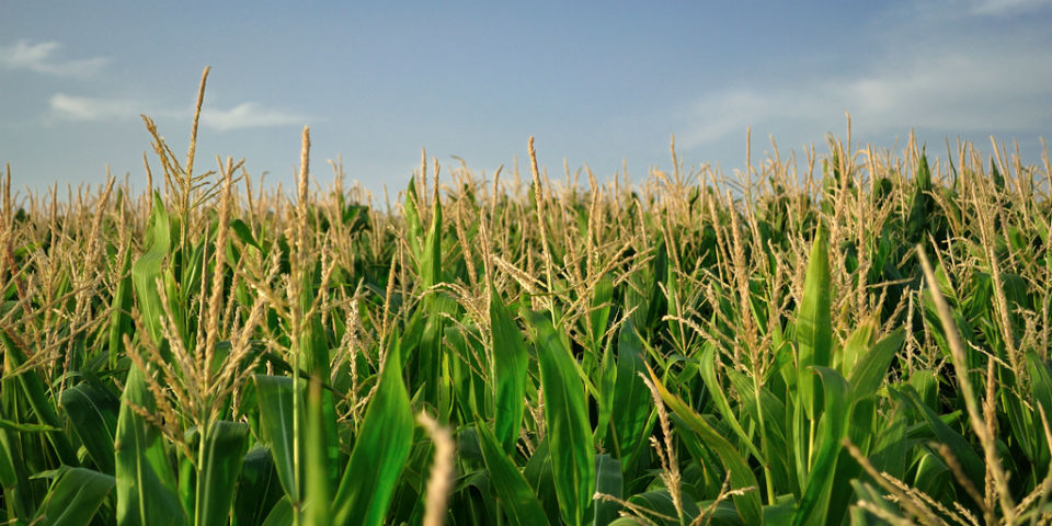 El conocimiento milenario: de la milpa a la biodinámica