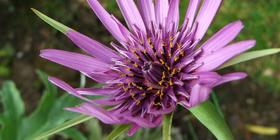 #RECETA ¿Qué es el salsifí y cómo se prepara?