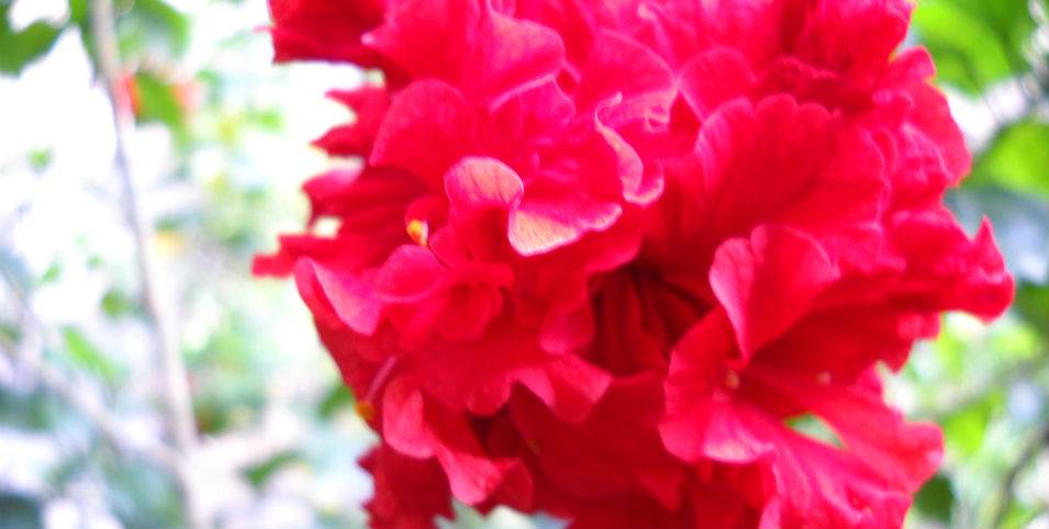 #RECETA Coctel de flores de jamaica y granada de la chef Martha Ortiz