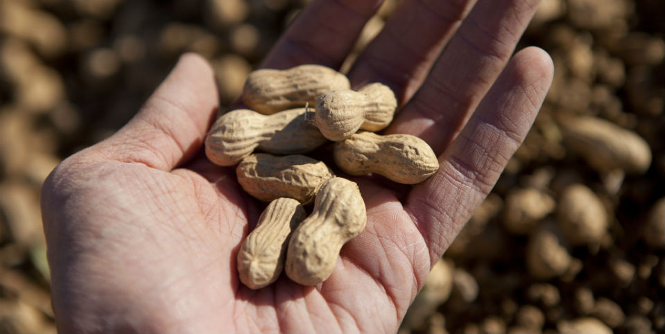 #50SaboresMexicanos Cacahuate, la botana mundial