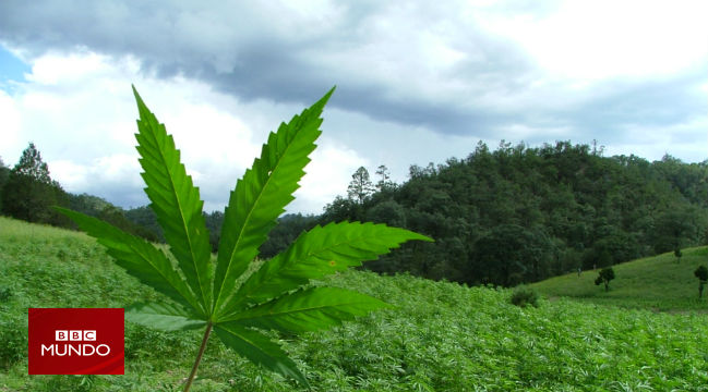 ¿Por qué da hambre después de fumar marihuana?