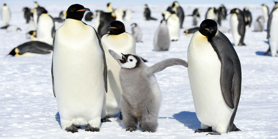 ¿Por qué los pingüinos sólo pueden detectar los sabores ácidos y salados?