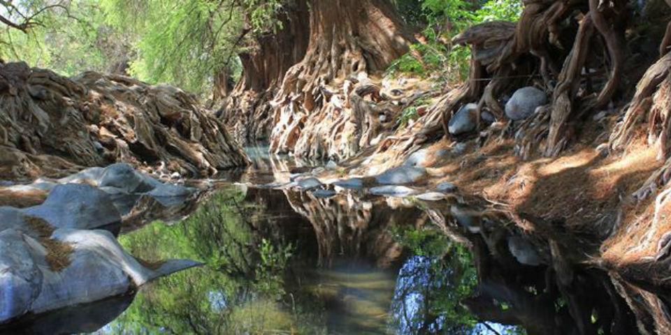 Río Revuelto, el mezcal que no se olvida