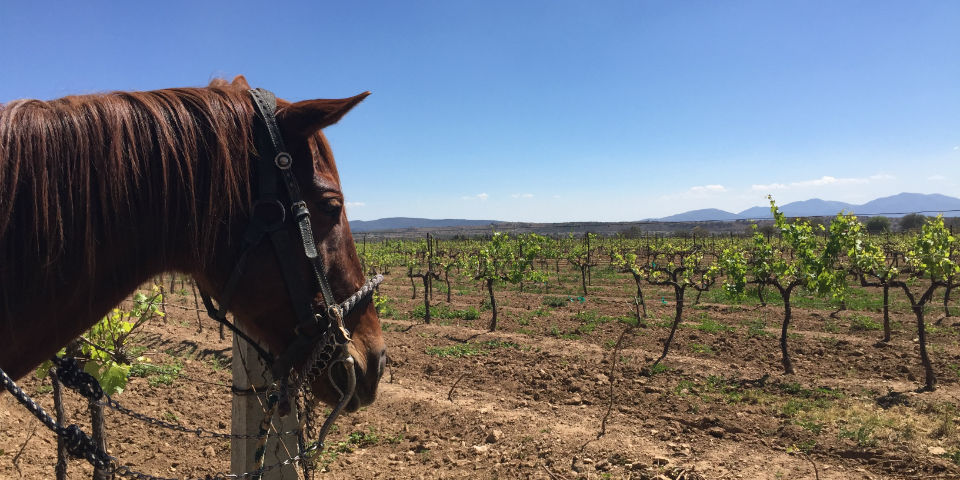 La industria del vino mexicano en números