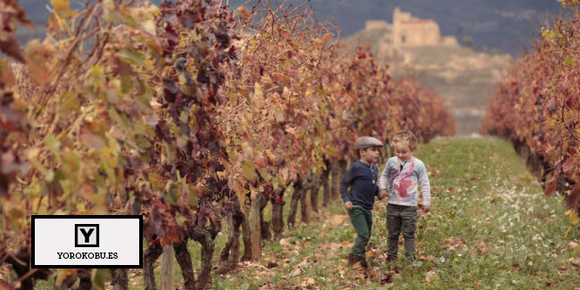 Todo lo que puede enseñarte el vino