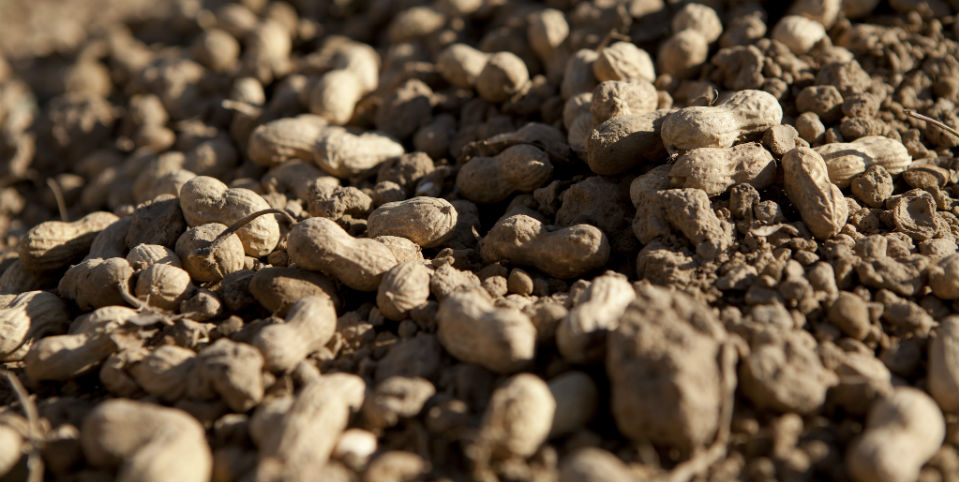 Por qué dejar que los niños coman maní evita que sean alérgicos