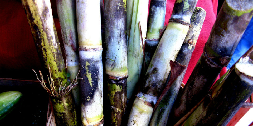 #50SaboresMexicanos La insuperable dulzura de la caña de azúcar